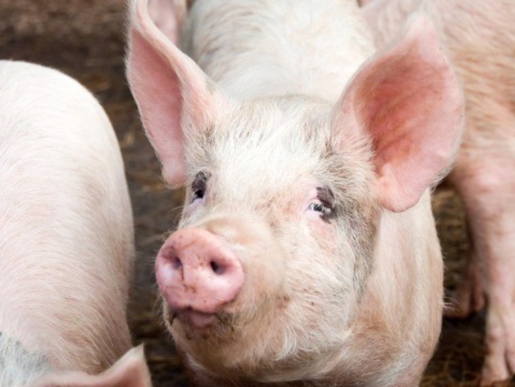 Bioasekuracja: dziś,22 lipca ostatni moment na złożenie wniosku o wsparcie